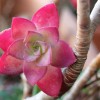 Conheça plantas ornamentais cor-de-rosa para cultivar em casa 