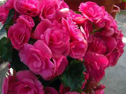 Conheça plantas ornamentais cor-de-rosa para cultivar em casa