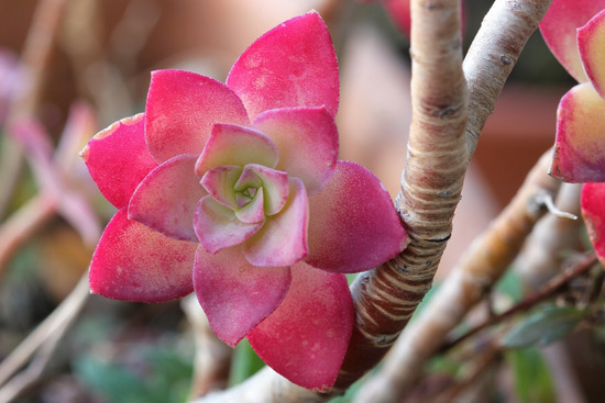 Conheça plantas ornamentais cor-de-rosa para cultivar em casa