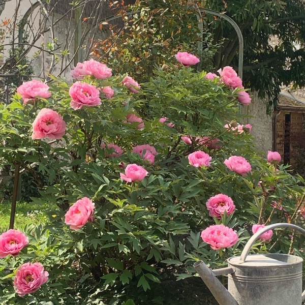 Jardim decorado cor de rosa